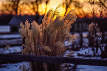 Load image into Gallery viewer, Plate 1 - Sunset Grasses