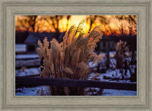 Load image into Gallery viewer, Plate 1 - Sunset Grasses