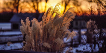 Load image into Gallery viewer, Plate 1 - Sunset Grasses