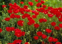 Load image into Gallery viewer, Plate 2 - Poppies in Abundance