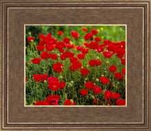 Load image into Gallery viewer, Plate 2 - Poppies in Abundance