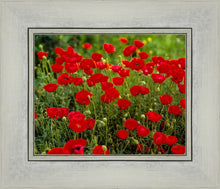 Load image into Gallery viewer, Plate 2 - Poppies in Abundance