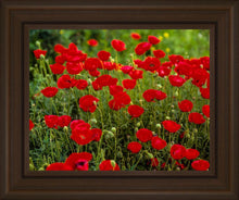 Load image into Gallery viewer, Plate 2 - Poppies in Abundance