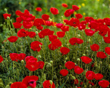 Load image into Gallery viewer, Plate 2 - Poppies in Abundance