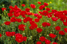 Load image into Gallery viewer, Plate 2 - Poppies in Abundance
