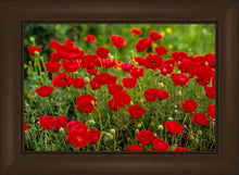 Load image into Gallery viewer, Plate 2 - Poppies in Abundance