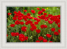 Load image into Gallery viewer, Plate 2 - Poppies in Abundance