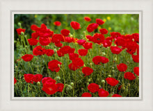 Load image into Gallery viewer, Plate 2 - Poppies in Abundance