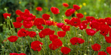 Load image into Gallery viewer, Plate 2 - Poppies in Abundance