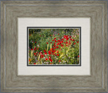 Load image into Gallery viewer, Plate 3 - Poppy Mix Judean Wilderness
