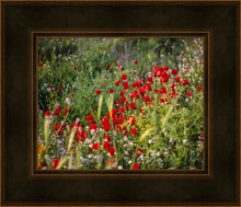 Load image into Gallery viewer, Plate 3 - Poppy Mix Judean Wilderness