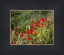 Load image into Gallery viewer, Plate 3 - Poppy Mix Judean Wilderness