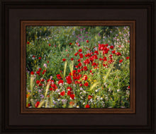 Load image into Gallery viewer, Plate 3 - Poppy Mix Judean Wilderness