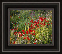 Load image into Gallery viewer, Plate 3 - Poppy Mix Judean Wilderness