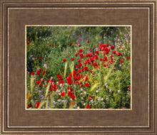 Load image into Gallery viewer, Plate 3 - Poppy Mix Judean Wilderness