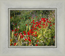 Load image into Gallery viewer, Plate 3 - Poppy Mix Judean Wilderness