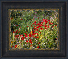 Load image into Gallery viewer, Plate 3 - Poppy Mix Judean Wilderness