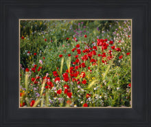 Load image into Gallery viewer, Plate 3 - Poppy Mix Judean Wilderness