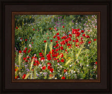 Load image into Gallery viewer, Plate 3 - Poppy Mix Judean Wilderness