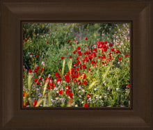 Load image into Gallery viewer, Plate 3 - Poppy Mix Judean Wilderness