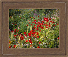 Load image into Gallery viewer, Plate 3 - Poppy Mix Judean Wilderness