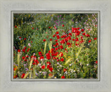 Load image into Gallery viewer, Plate 3 - Poppy Mix Judean Wilderness