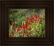 Load image into Gallery viewer, Plate 3 - Poppy Mix Judean Wilderness