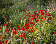 Load image into Gallery viewer, Plate 3 - Poppy Mix Judean Wilderness