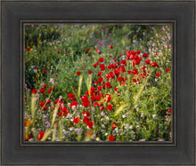 Load image into Gallery viewer, Plate 3 - Poppy Mix Judean Wilderness