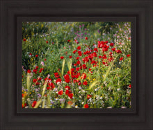 Load image into Gallery viewer, Plate 3 - Poppy Mix Judean Wilderness