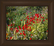 Load image into Gallery viewer, Plate 3 - Poppy Mix Judean Wilderness