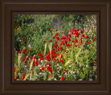 Load image into Gallery viewer, Plate 3 - Poppy Mix Judean Wilderness
