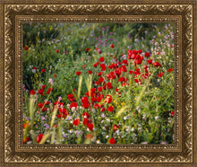 Load image into Gallery viewer, Plate 3 - Poppy Mix Judean Wilderness