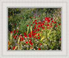 Load image into Gallery viewer, Plate 3 - Poppy Mix Judean Wilderness