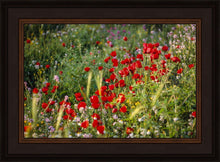 Load image into Gallery viewer, Plate 3 - Poppy Mix Judean Wilderness