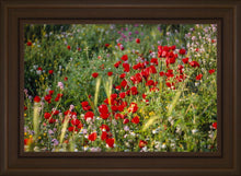 Load image into Gallery viewer, Plate 3 - Poppy Mix Judean Wilderness