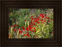 Load image into Gallery viewer, Plate 3 - Poppy Mix Judean Wilderness