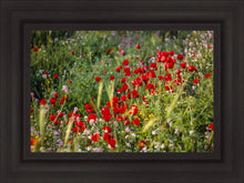 Load image into Gallery viewer, Plate 3 - Poppy Mix Judean Wilderness