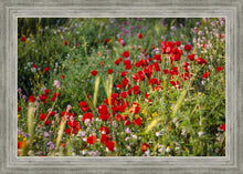 Load image into Gallery viewer, Plate 3 - Poppy Mix Judean Wilderness