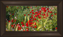 Load image into Gallery viewer, Plate 3 - Poppy Mix Judean Wilderness
