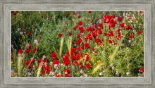 Load image into Gallery viewer, Plate 3 - Poppy Mix Judean Wilderness