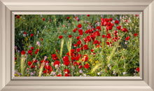 Load image into Gallery viewer, Plate 3 - Poppy Mix Judean Wilderness