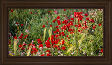 Load image into Gallery viewer, Plate 3 - Poppy Mix Judean Wilderness