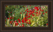 Load image into Gallery viewer, Plate 3 - Poppy Mix Judean Wilderness
