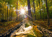 Load image into Gallery viewer, Plate 4 - Suddenly a Light Descended!