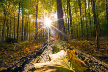 Load image into Gallery viewer, Plate 4 - Suddenly a Light Descended!