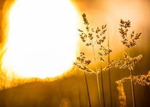 Load image into Gallery viewer, Plate 3 - Spring Brook Grasses