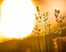Load image into Gallery viewer, Plate 3 - Spring Brook Grasses