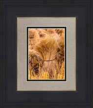 Load image into Gallery viewer, Plate 1 - Guatemala Highlands Shock of Wheat