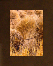 Load image into Gallery viewer, Plate 1 - Guatemala Highlands Shock of Wheat
